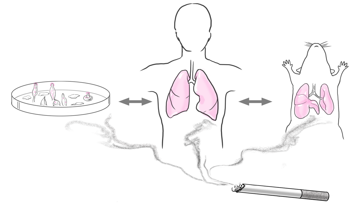 "Through our research, we move seamlessly across systems from Dictyostelium amoebas to humans to mice and back again in search of insights and ultimately, we hope, new therapeutic strategies to address COPD.”